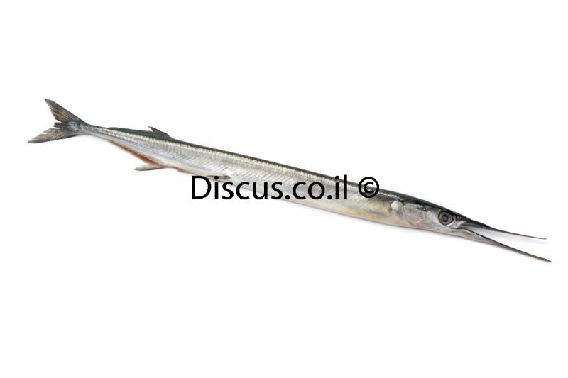 שיפודן מובהק