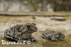 צפרדעים-בישראל