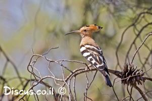 ציפורים-בישראל