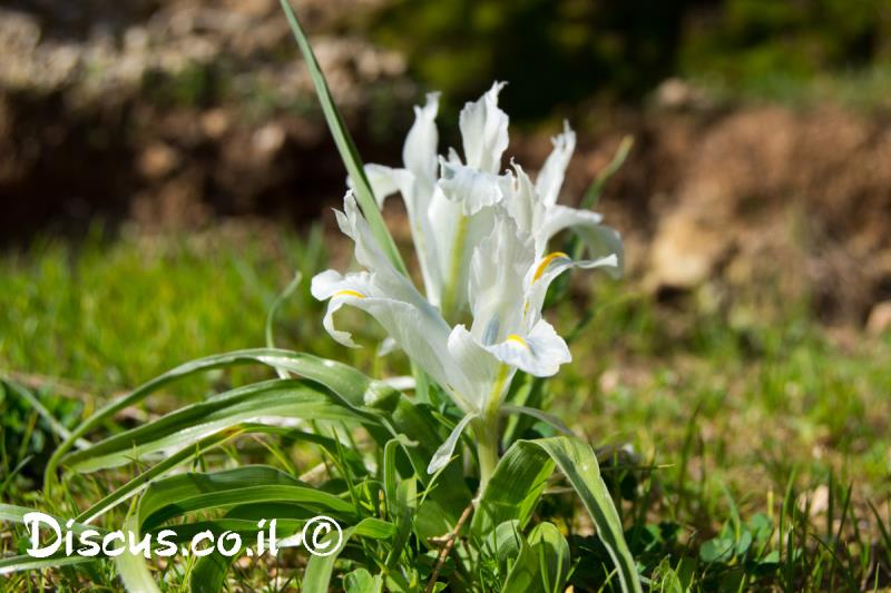 אירוס ארץ ישראלי
