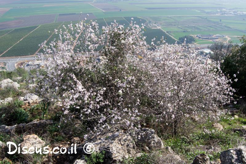 שקד מצוי