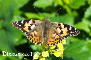 נימפית החורשף