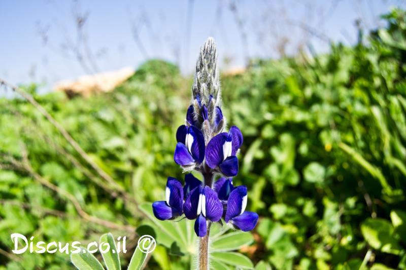 תורמוס ההרים