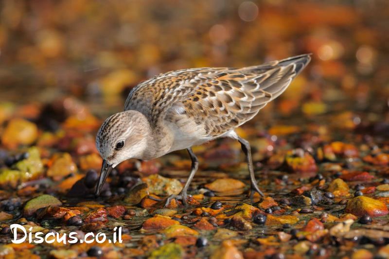 חופית אדומת צוואר