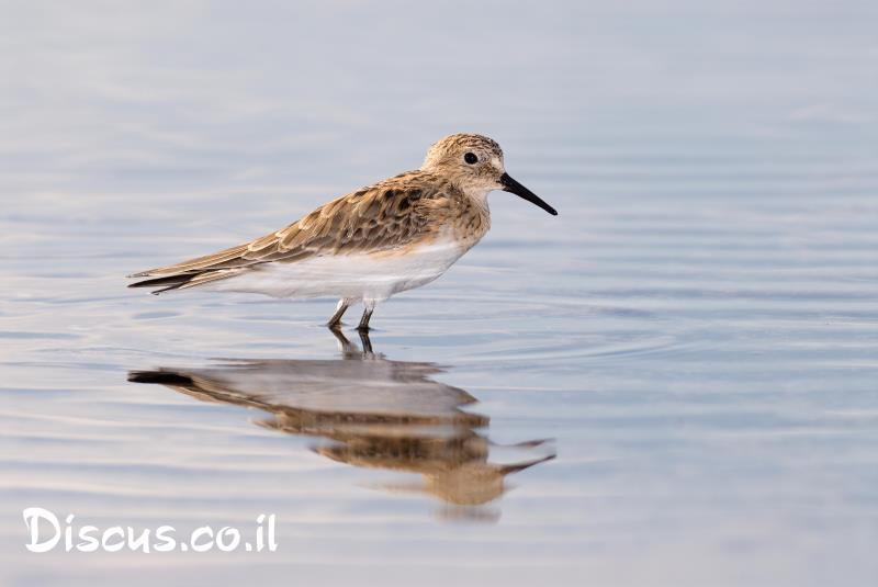 חופית לבנת שת