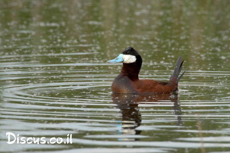 צחראש אדמוני