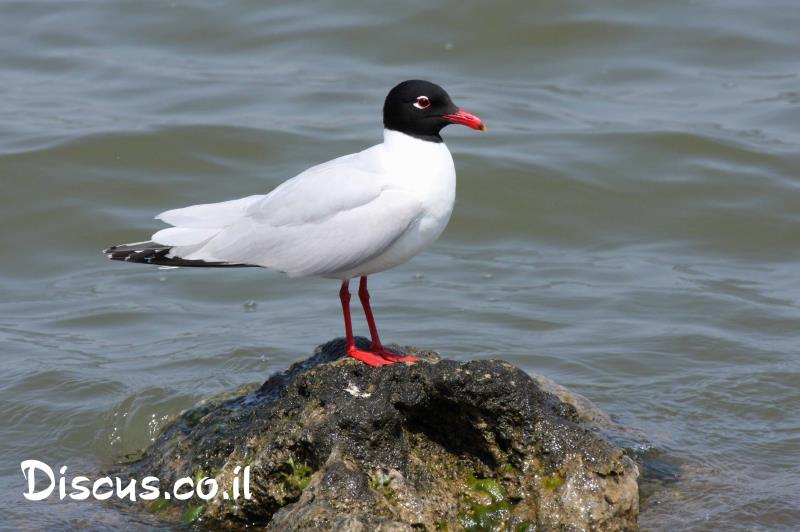 שחף שחור ראש