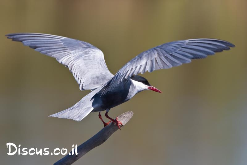 מרומית לבנת לחי