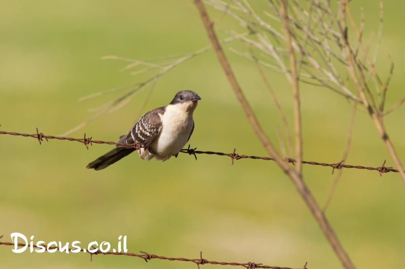 קוקייה מצויצת