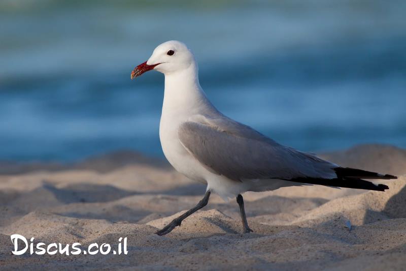 שחף אדום מקור