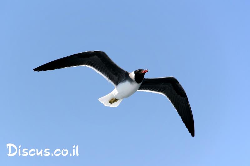 שחף לבן עין