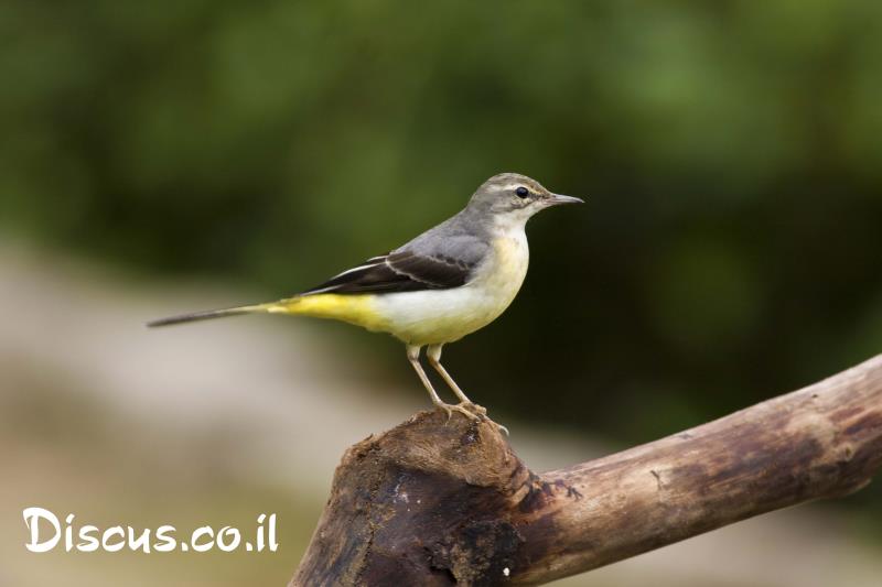 נחליאלי זנבתן