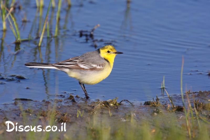 נחליאלי לימוני