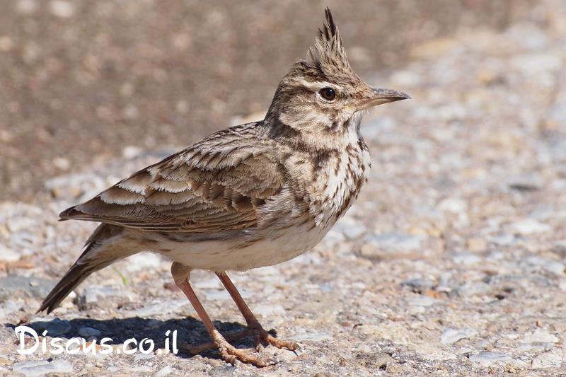 עפרוני מצויץ