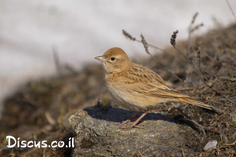 עפרונן קצר אצבעות