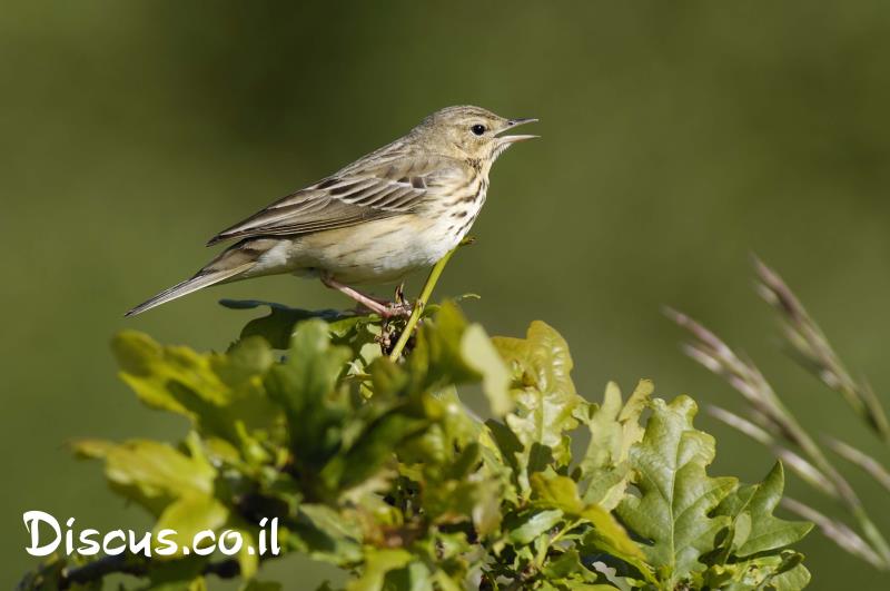 פיפיון עצים