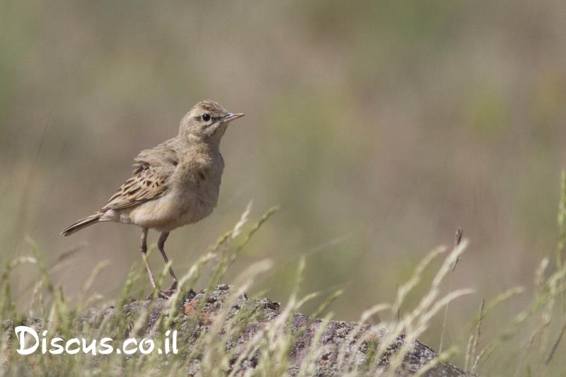 פיפיון צהוב