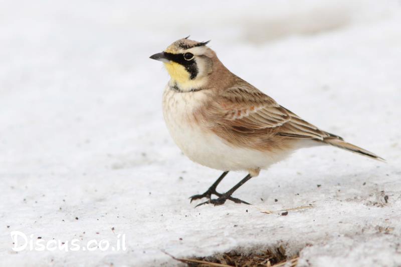 צחיחנית החרמון