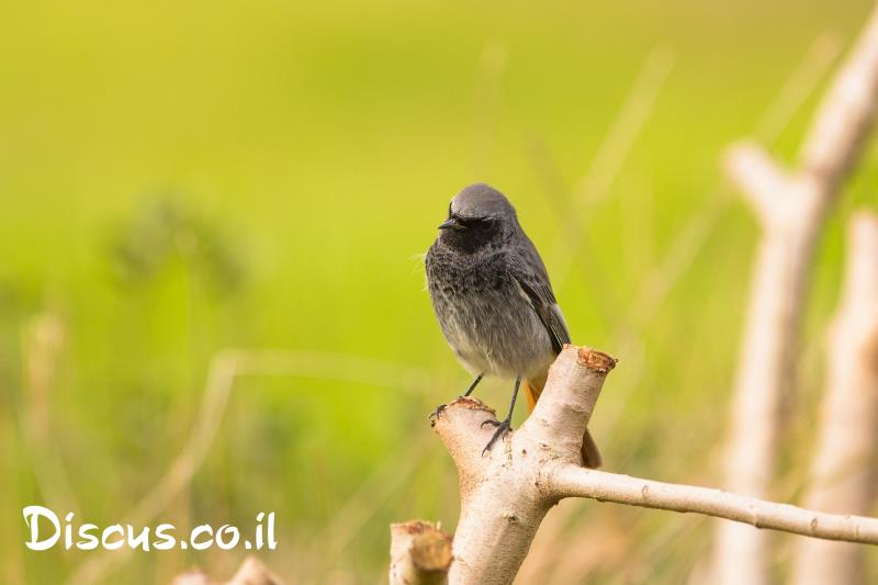 חכלילית סלעים