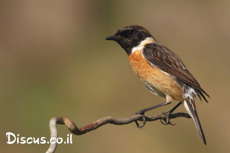 דוחל שחור גרון