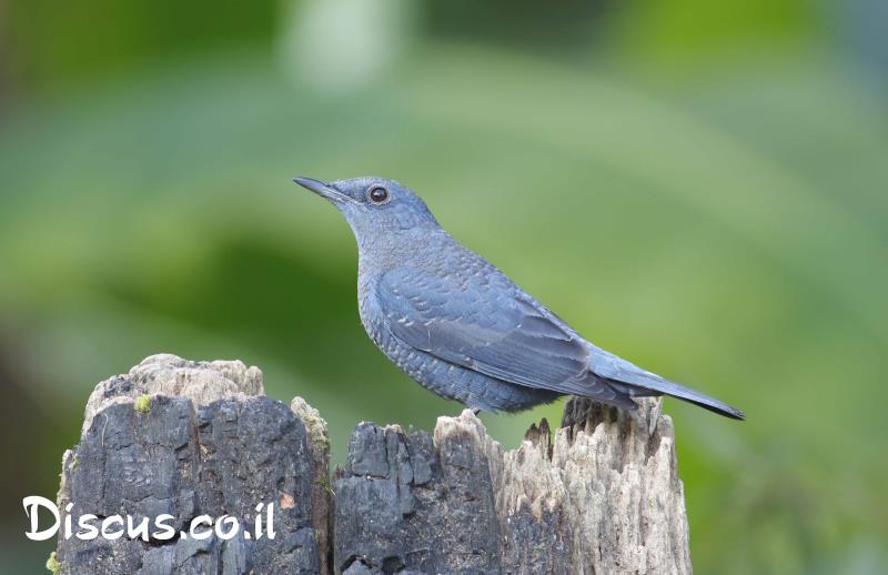 צוקית בודדת