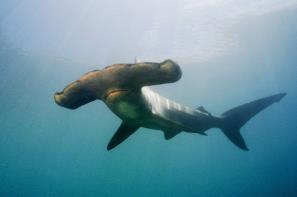 פטישן תמים חרטום