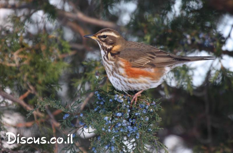 קיכלי לבן גבה
