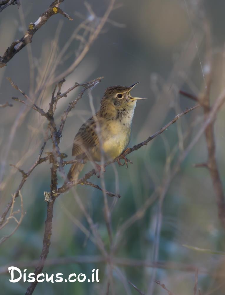 חרגולן מנומר