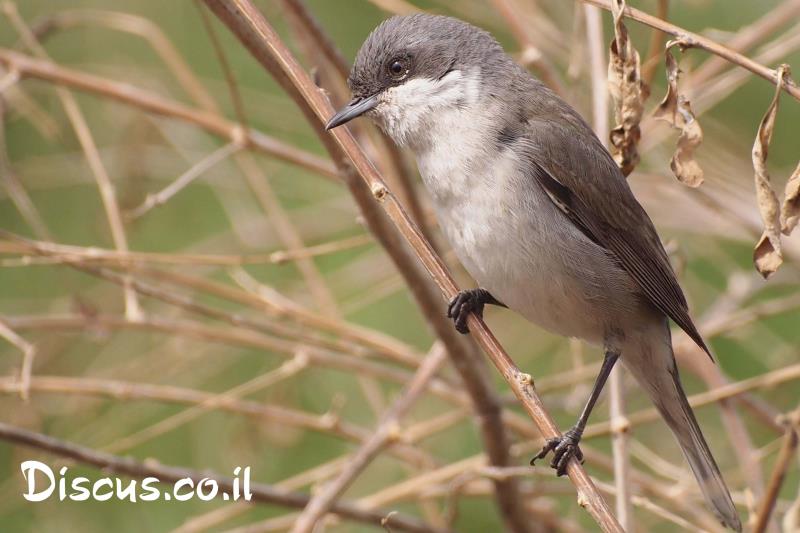 סבכי טוחנים
