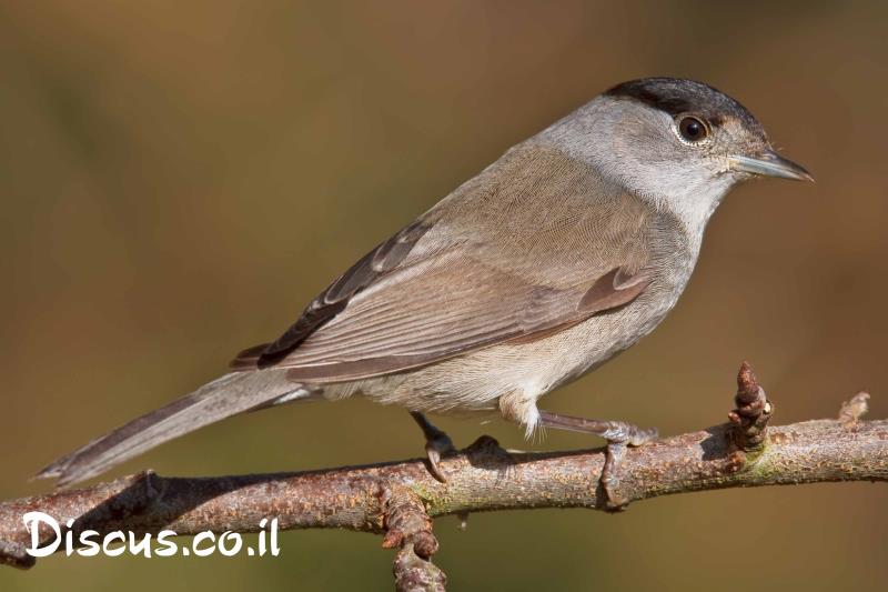 סבכי שחור כיפה