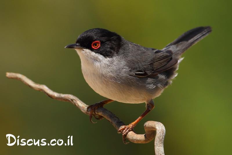 סבכי שחור ראש