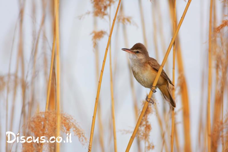 קנית אירופית
