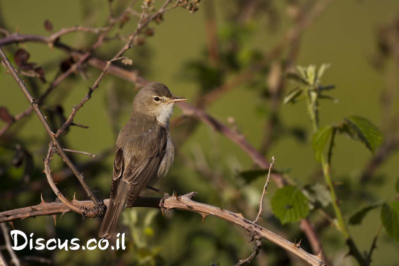 שיחנית קטנה