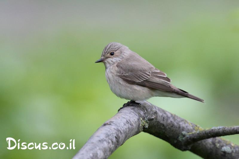 חטפית אפורה