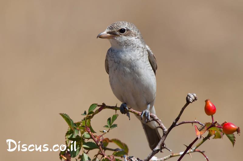 חנקן אדום ראש