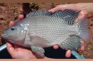 אמנון הירדן