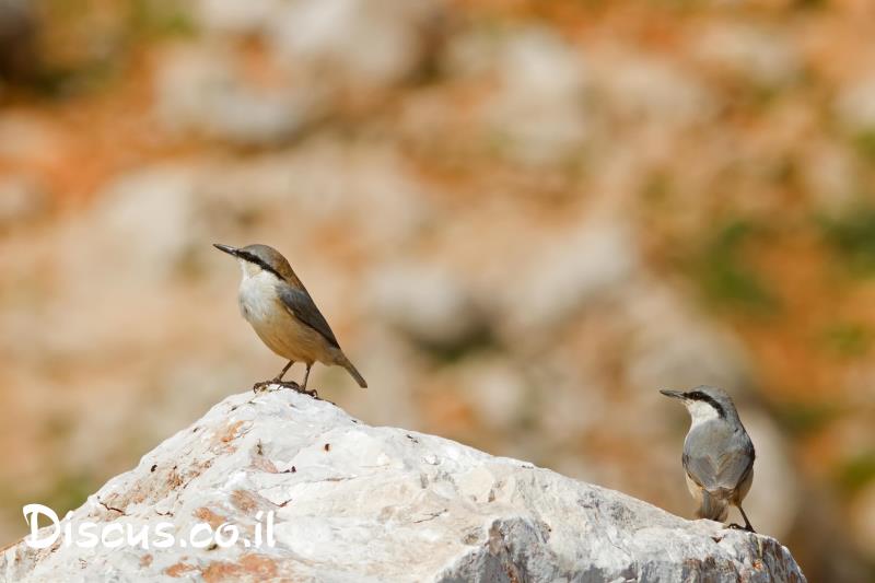 סיטת הצוקים