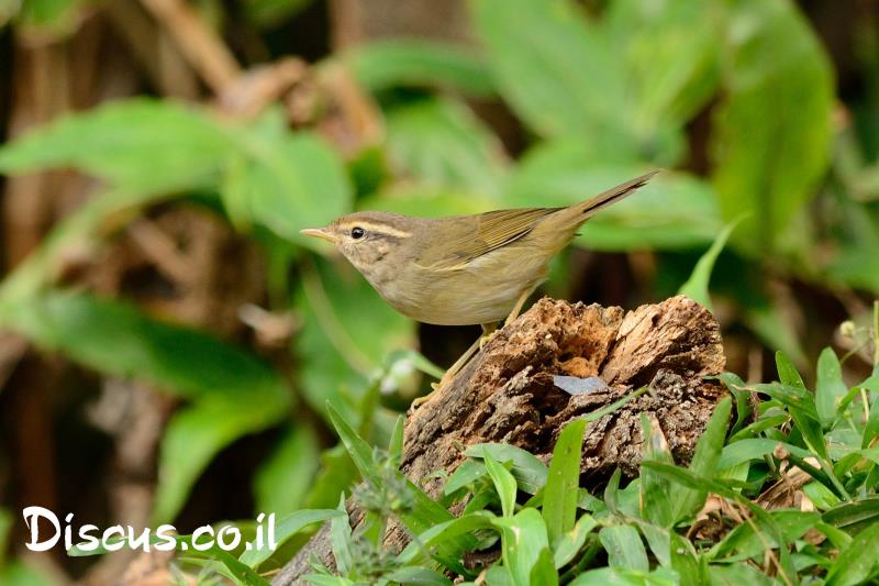 עלווית עבת מקור