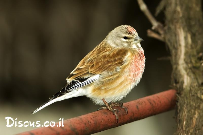 תפוחית מצויה