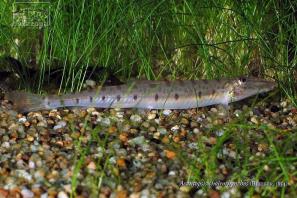 בוטיה ראש סוס