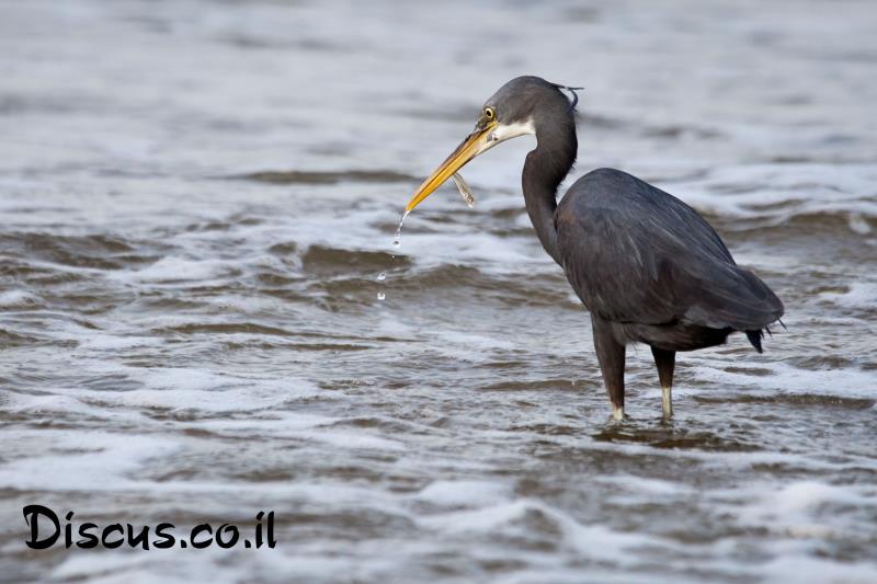 לבנית ים סוף