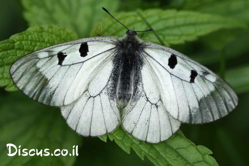 צבעוני החרמון