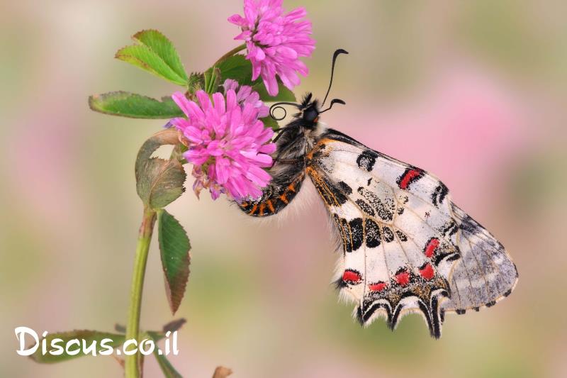 צבעוני קשוט