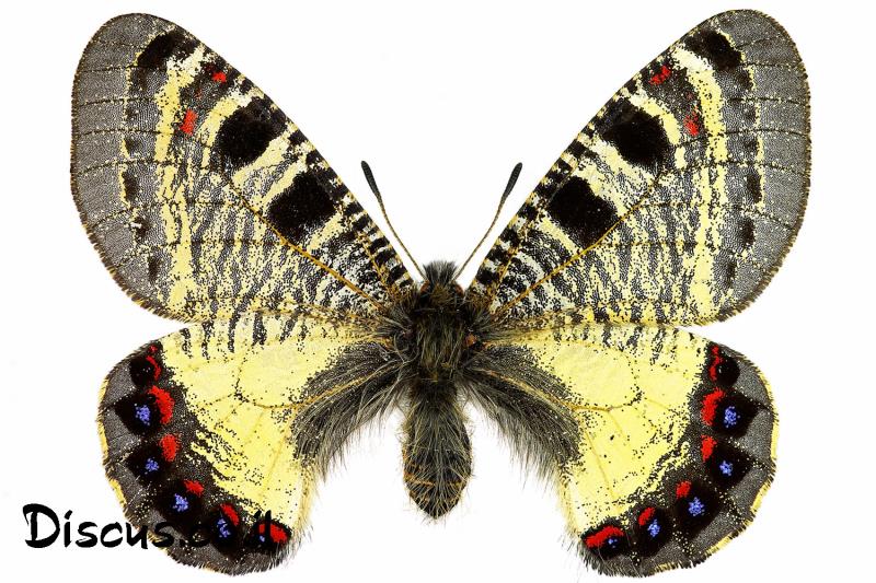 צבעוני שקוף