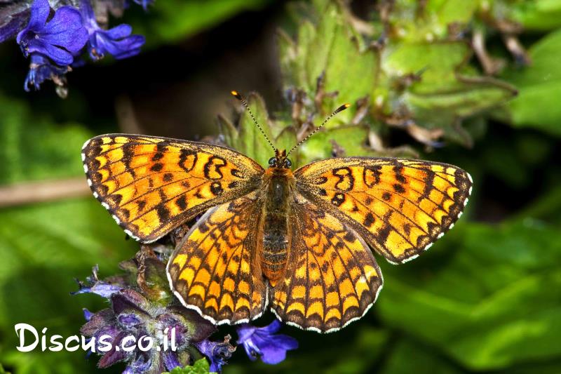 נימפית הבוצין