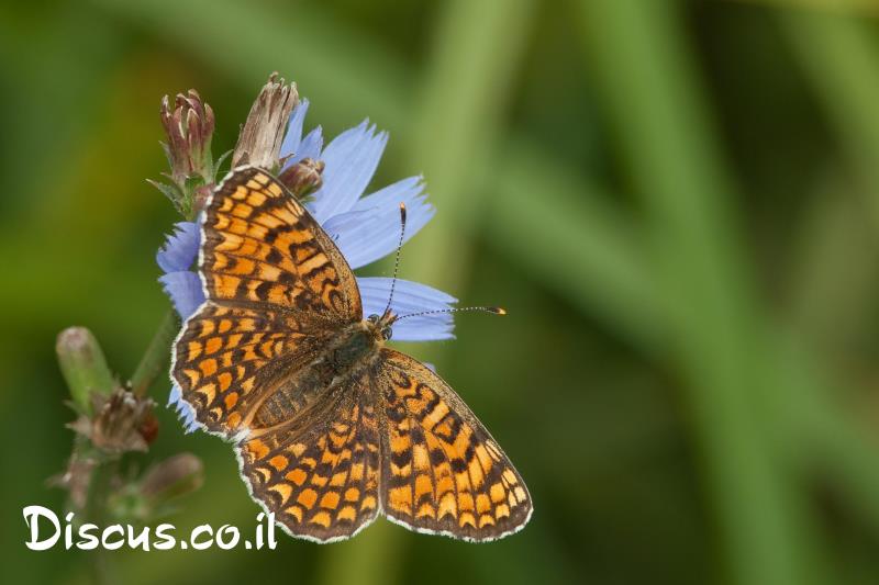 נימפית הברוניקה