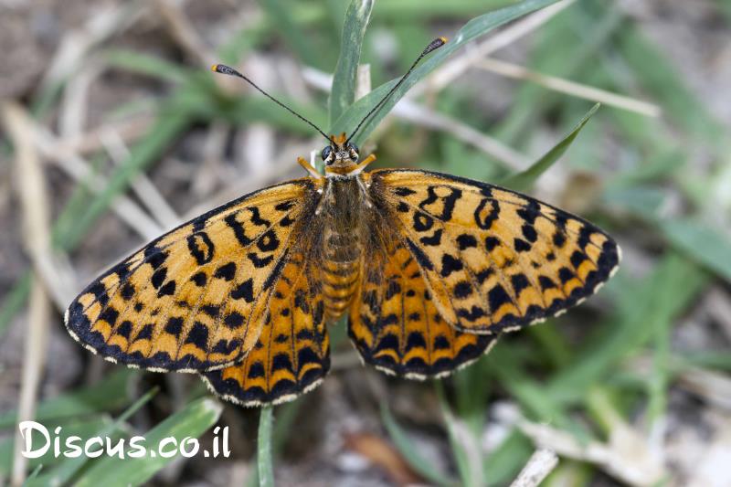 נימפית הלבנון