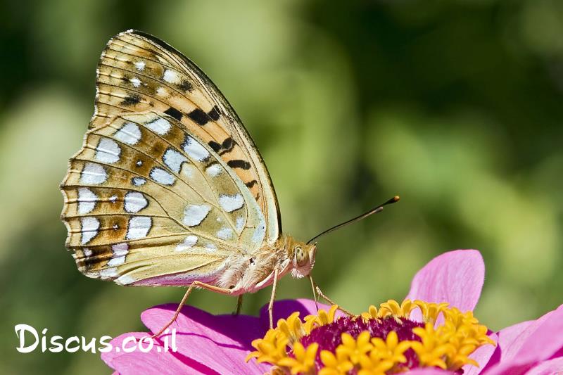 נימפית הסגל