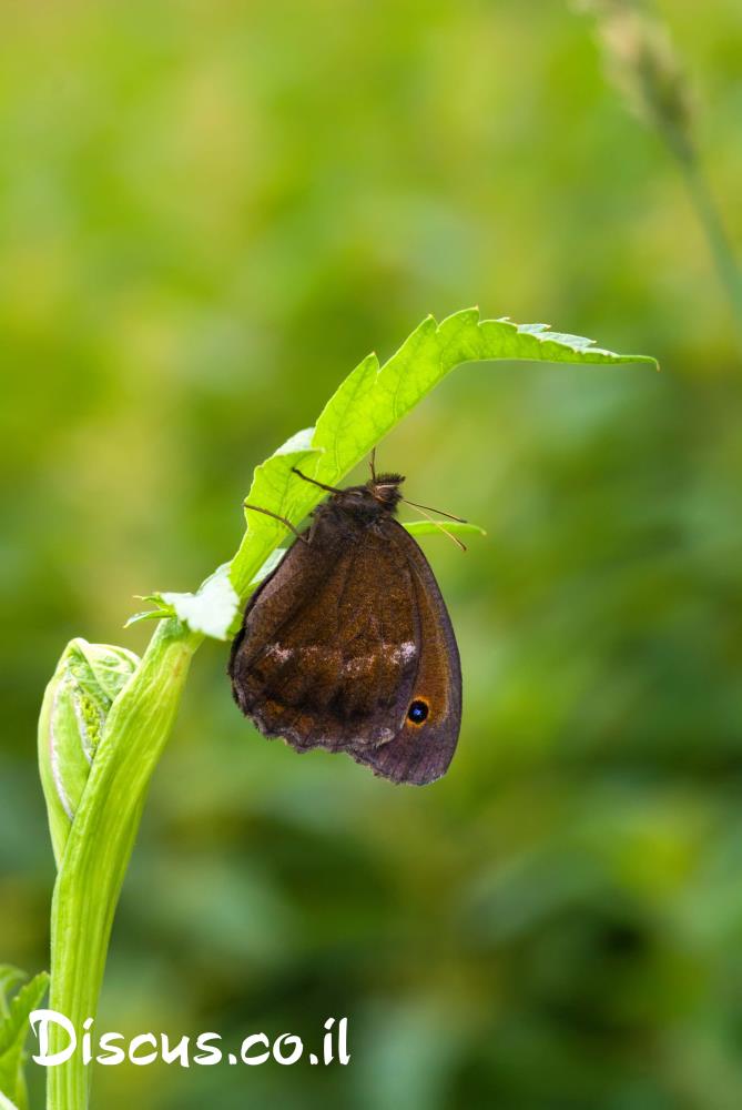 סטירית ההרים