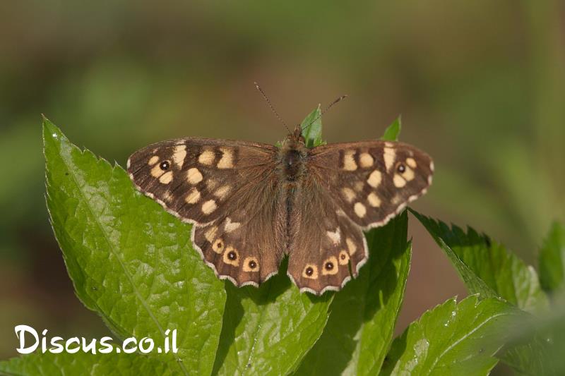 סטירית מנומרת